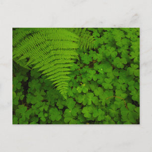 Humboldt Redwoods State Park Postkarte