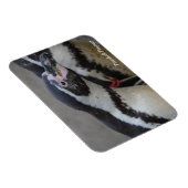 Humbolzen Penguin im Zoo von Drusillas in East Sus Magnet (Rechte Seite)