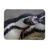 Humbolzen Penguin im Zoo von Drusillas in East Sus Magnet (Horizontal)