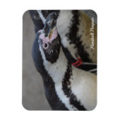 Humbolzen Penguin im Zoo von Drusillas in East Sus Magnet (Vertikal)