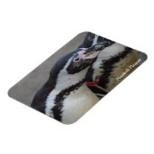 Humbolzen Penguin im Zoo von Drusillas in East Sus Magnet (Linke Seite)