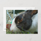 Humbug-Hase-Postkarte Postkarte (Vorne/Hinten)