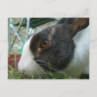 Humbug-Hase-Postkarte
