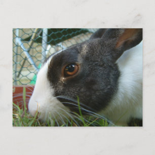 Humbug-Hase-Postkarte Postkarte