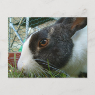 Humbug-Hase-Postkarte Postkarte