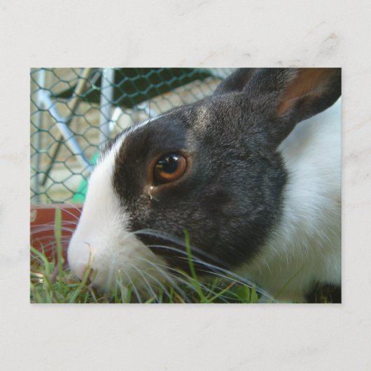 Humbug-Hase-Postkarte Postkarte (Vorderseite)