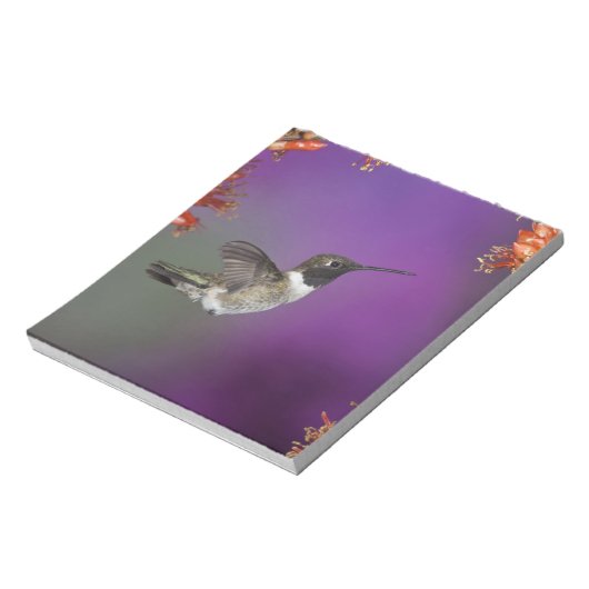 Humingbird, Archilochus alexandri, Notizblock (Rotiert)