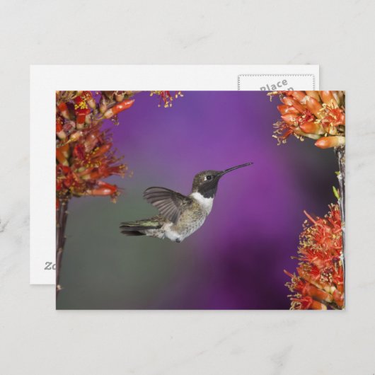 Humingbird, Archilochus alexandri, Postkarte (Vorne/Hinten)