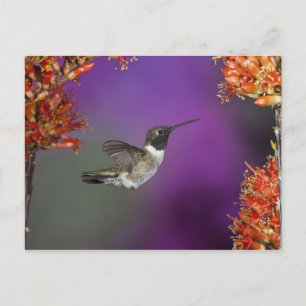 Humingbird, Archilochus alexandri, Postkarte