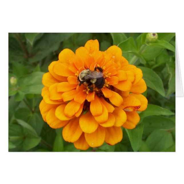 Hummel (Vorderseite (Horizontal))