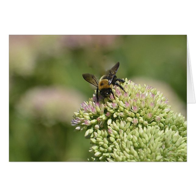 Hummel (Vorderseite (Horizontal))