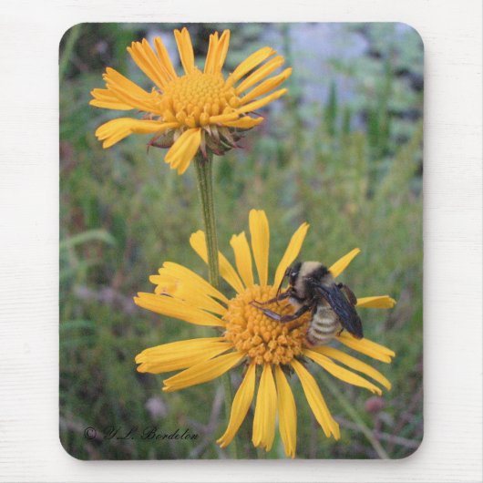 Hummel auf Balduina Mousepad (Vorne)
