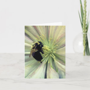 Hummel auf Clematis-Blüte Fotografie