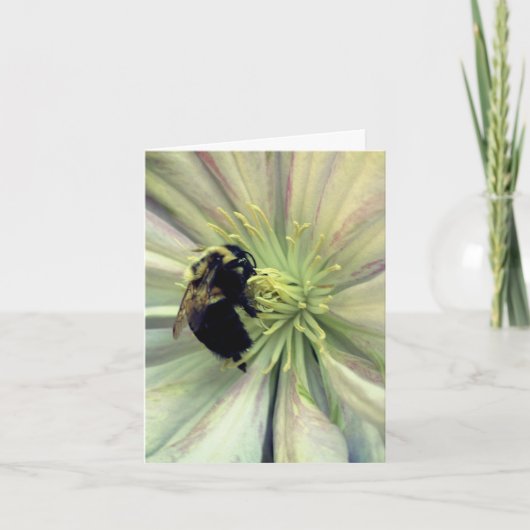 Hummel auf Clematis-Blüte Fotografie (Vorderseite)