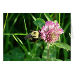 Hummel auf Clover Jeden Anlaß Blank Gruß