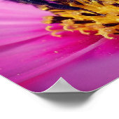 Hummel auf Cosmos-Blüte  Poster (Ecke)