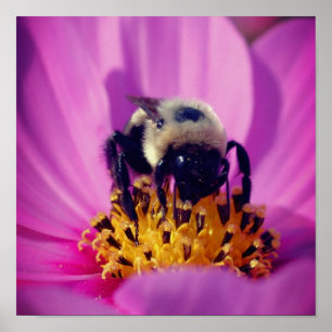 Hummel auf Cosmos-Blüte Poster