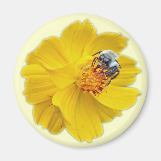 Hummel auf dem Kosmos Magnet (Vorne)