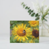 Hummel auf der Gelben Daisy Postkarte (Stehend Vorderseite)
