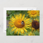 Hummel auf der Gelben Daisy Postkarte (Vorne/Hinten)