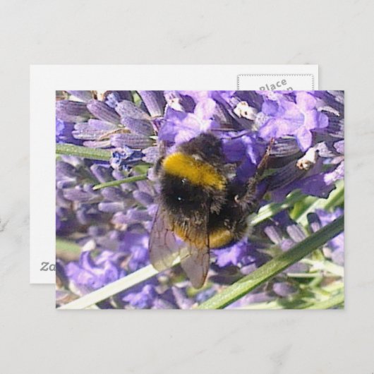 Hummel auf der Lavendel-Postkarte Postkarte (Vorne/Hinten)