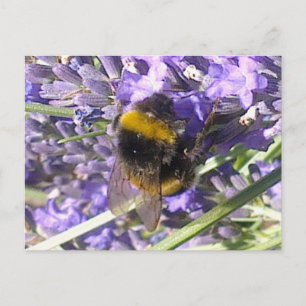 Hummel auf der Lavendel-Postkarte Postkarte