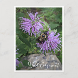 Hummel auf der Wilden Bergamot Postkarte