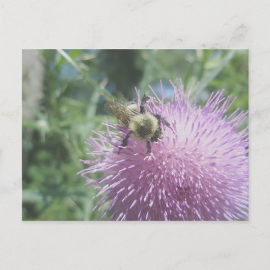 Hummel auf Distel-Postkarte Postkarte (Vorderseite)
