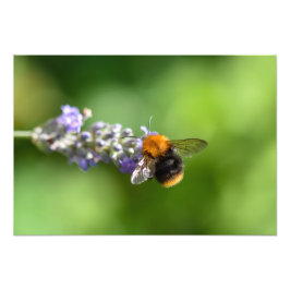 Hummel auf einem Lavendel Fotodruck