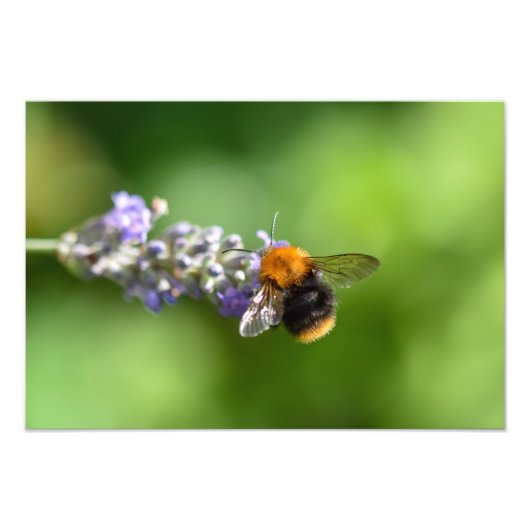 Hummel auf einem Lavendel Fotodruck (Vorne)