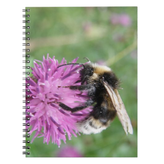 Hummel auf einem Thistle-Notebook Notizblock (Vorderseite)