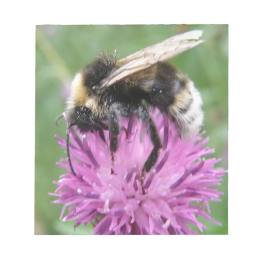 Hummel auf einem Thistle Notepad Notizblock (Vorderseite)