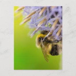 Hummel auf einer Blume Postkarte