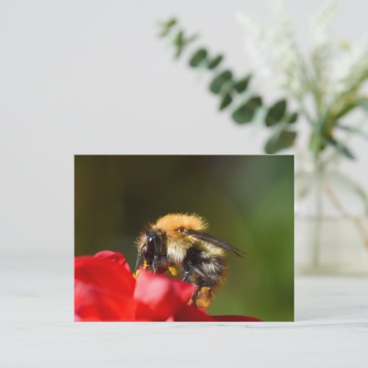 Hummel auf einer Dahlia Postkarte (Stehend Vorderseite)