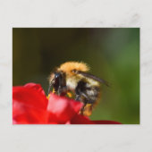 Hummel auf einer Dahlia Postkarte (Vorderseite)
