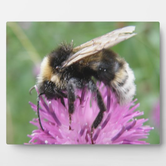 Hummel auf einer Plaque Fotoplatte (Vorderseite)