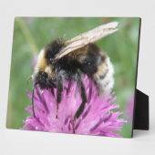 Hummel auf einer Plaque Fotoplatte (Seite)