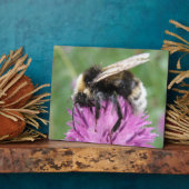 Hummel auf einer Plaque Fotoplatte (Seite)