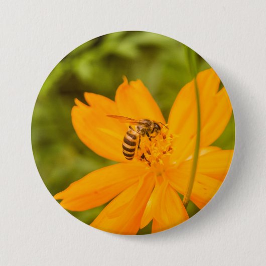Hummel auf einer Schwefel-Kosmosblume Button (Vorderseite)