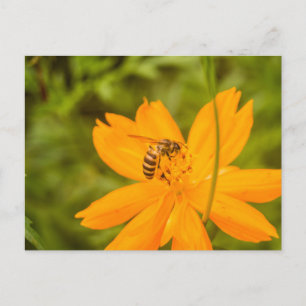 Hummel auf einer Schwefel-Schmuckkörbchen Feiertagspostkarte