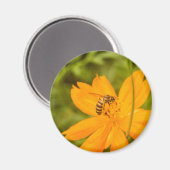 Hummel auf einer Schwefel-Schmuckkörbchen Magnet (Vorderseite/Rückseite)