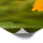 Hummel auf einer Schwefel-Schmuckkörbchen Poster (Ecke)