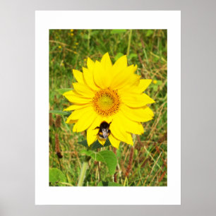 Hummel auf einer Sonnenblume Poster