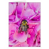 Hummel auf Hydrangea (Vorne)