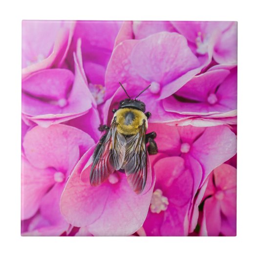 Hummel auf Hydrangea Fliese (Vorderseite)