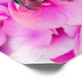 Hummel auf Hydrangea Fotodruck (Ecke)