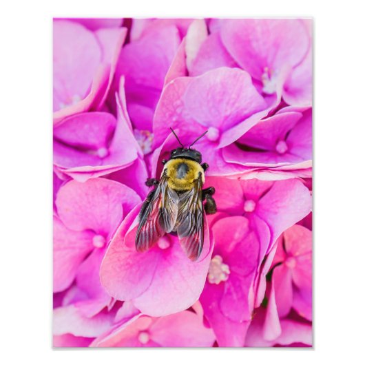Hummel auf Hydrangea Fotodruck (Vorne)