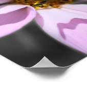 Hummel auf Kosmos-Blume teilweise farbig Poster (Ecke)
