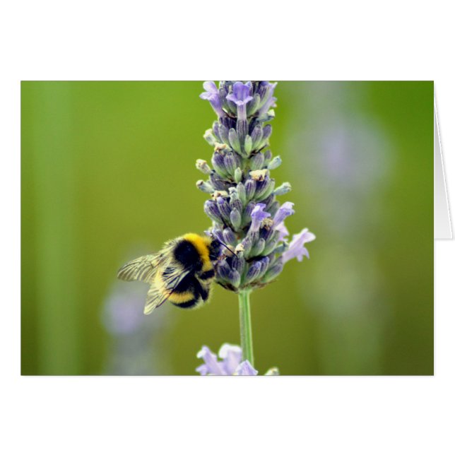 Hummel auf Lavendel (Vorderseite (Horizontal))