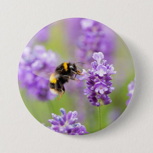 Hummel auf Lavendel Button (Vorderseite)